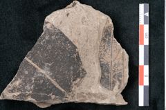 Foto (Detailansicht) von Cinnamomum polymorphum Braun (NHMW-GEO-2024-0188-7998)